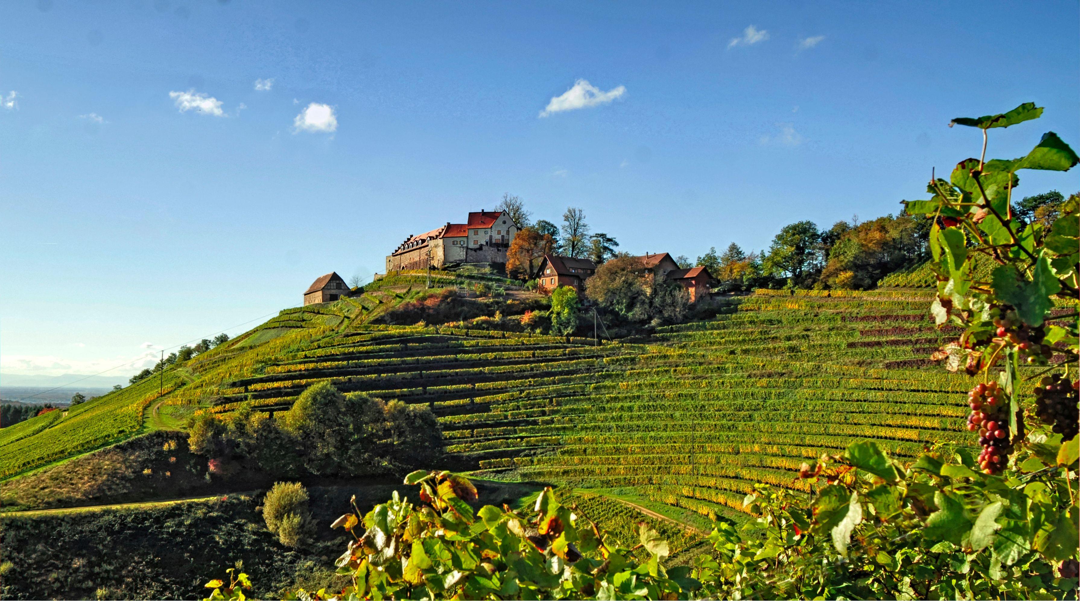 A historic castle overlooks terraced vineyards on a sunlit hill under a blue sky.